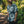 Bless Up Button Up Shirt - Navy Pukpulko
