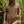 H Bar B Snapshirt - Fungi Forage - Nightfall