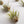 Tillandsia Air Plant