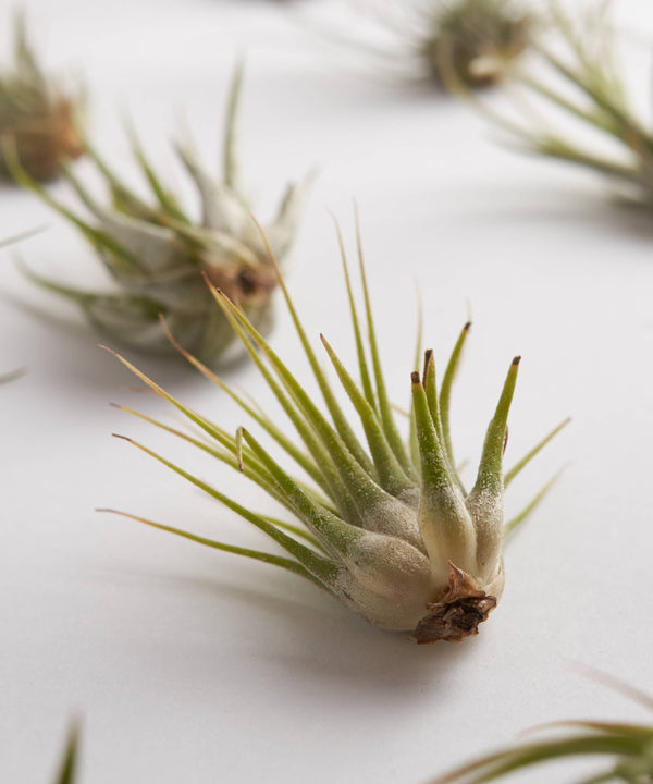Tillandsia Air Plant