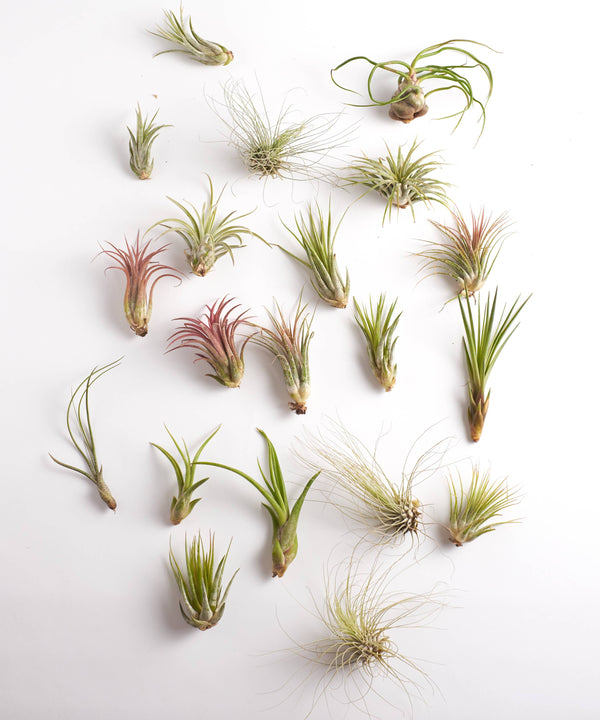 Tillandsia Air Plant