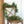 6' MIXED PINE GARLAND